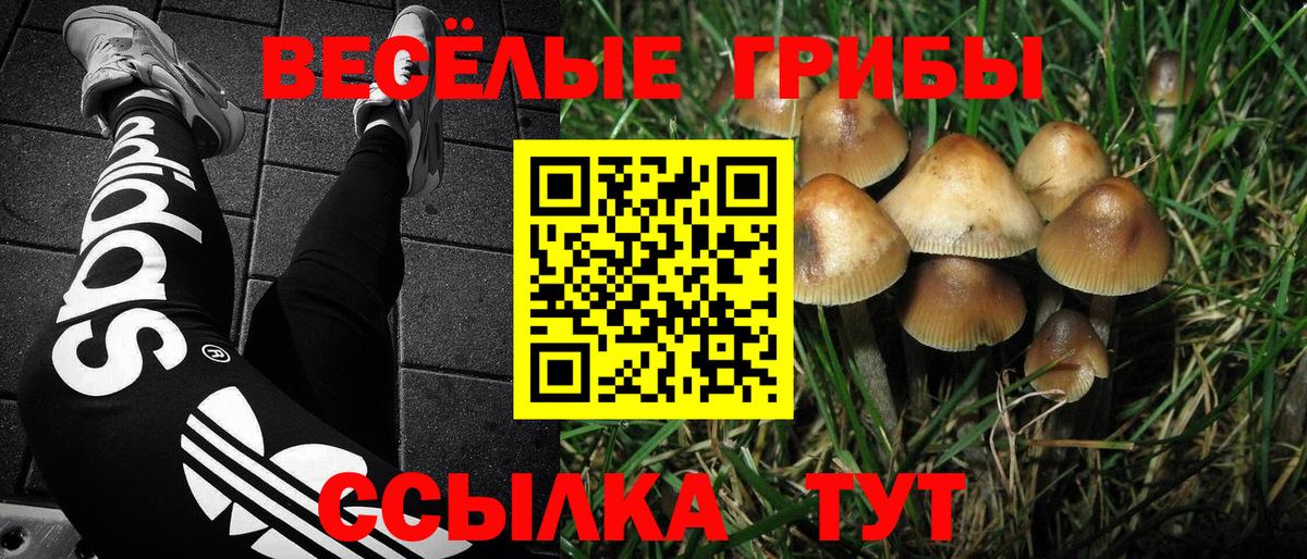 Псилоцибиновые грибы Psilocybe Сухой Лог